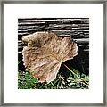 Fallen Leaf Framed Print