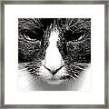 Fearless Feline Framed Print