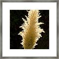 Feather Plant Framed Print