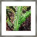 #fern #nature #natural #rain #wet Framed Print