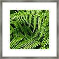 Ferns Framed Print