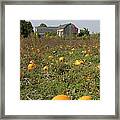 Field Of Pumpkins Framed Print
