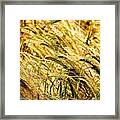 Fields Of Corn Framed Print