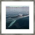 Fin Whale Balaenoptera Physalus Framed Print