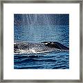 Fin Whale Spouting Framed Print