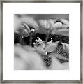 Find The Kitty Framed Print