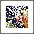 Finding Nemo Framed Print