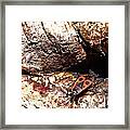 Firebug Chrysalide Framed Print