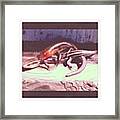 First Signs Of Spring! Framed Print