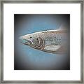 Fish 7 Framed Print