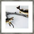 Fish Mount Set 03 A Framed Print