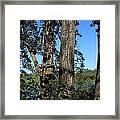 Five Balsam Poplar Trees Framed Print