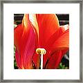 Flame Framed Print