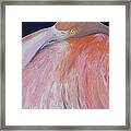 Flamingo Napping Framed Print