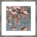 Flamingo Parade Framed Print