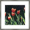 Flared Red Yellow Tulips Framed Print