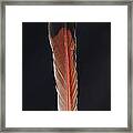 Flick Of A Feather Framed Print