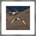 Flight Of The Cranes Framed Print