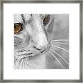 Flitwick The Cat Framed Print
