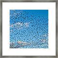 Flock Of Cowbirds Molothrus Ater Framed Print