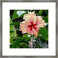 Flora Look At Me I Am Out There Framed Print