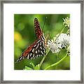 Florida Butterfly Framed Print