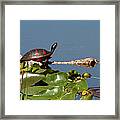 Florida Redbelly Turtle Framed Print