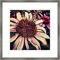 #flower #dead #dry #pink #nature #life Framed Print