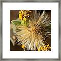 Flower Going To Seed Framed Print