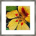 #flower #nature #raindrops Framed Print