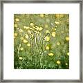 Flower Of A Buttercup In A Sea Of Yellow Flowers Framed Print