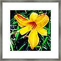 #flower #picoftheday #yellow #orange Framed Print
