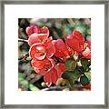 Flowering Quince Framed Print