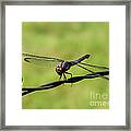 Fly Away Dragonfly Framed Print