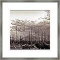 Forest Regrowth Framed Print