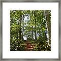Forest Way Framed Print