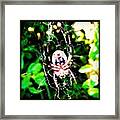 Found This #spider In The Creek Earlier Framed Print