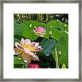 Fourth Of July Lotus Pond View C Framed Print
