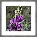 Foxglove Digitalis - Love  And Christ Framed Print