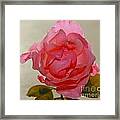 Fragile Pink Rose Framed Print