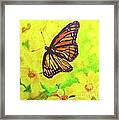 Free To Fly Framed Print