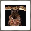 Fringe-lipped Bat Trachops Cirrhosus Framed Print