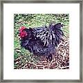 Frizzle!!! Framed Print