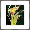 Frog In Green Pitcher Plant Framed Print