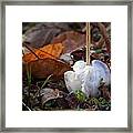 Frost Blossom Lost Valley Framed Print