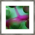 Fruit Of An Understory Plant Has An Framed Print