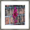 Fuchsia Plant I Framed Print