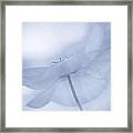 Garden Flower Framed Print