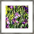 Garden Of Irises Framed Print