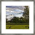Geese On Painted Green 2 Framed Print